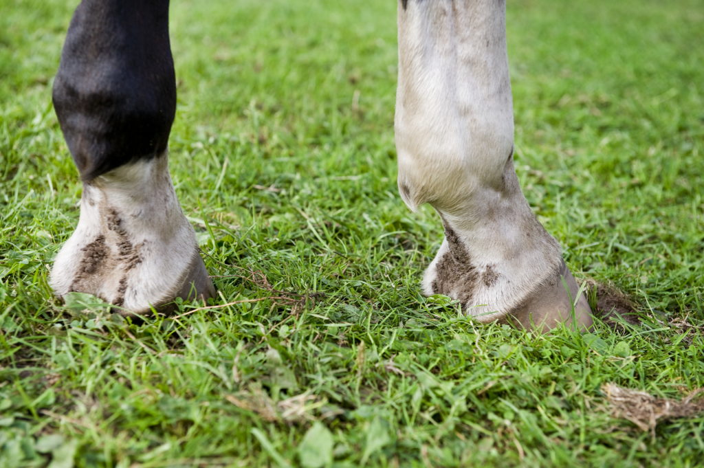 Learn about this common bacterial skin disease where treatment is critical and prevention is often a matter of good hygiene.