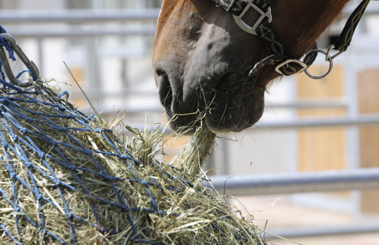 Horse eating hay