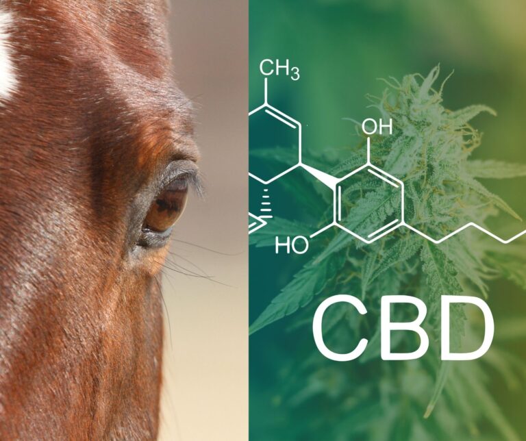 CBD Horses PH