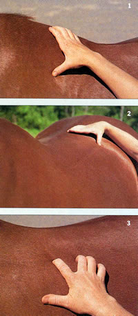 Check for Back Pain and Saddle Fit promo image