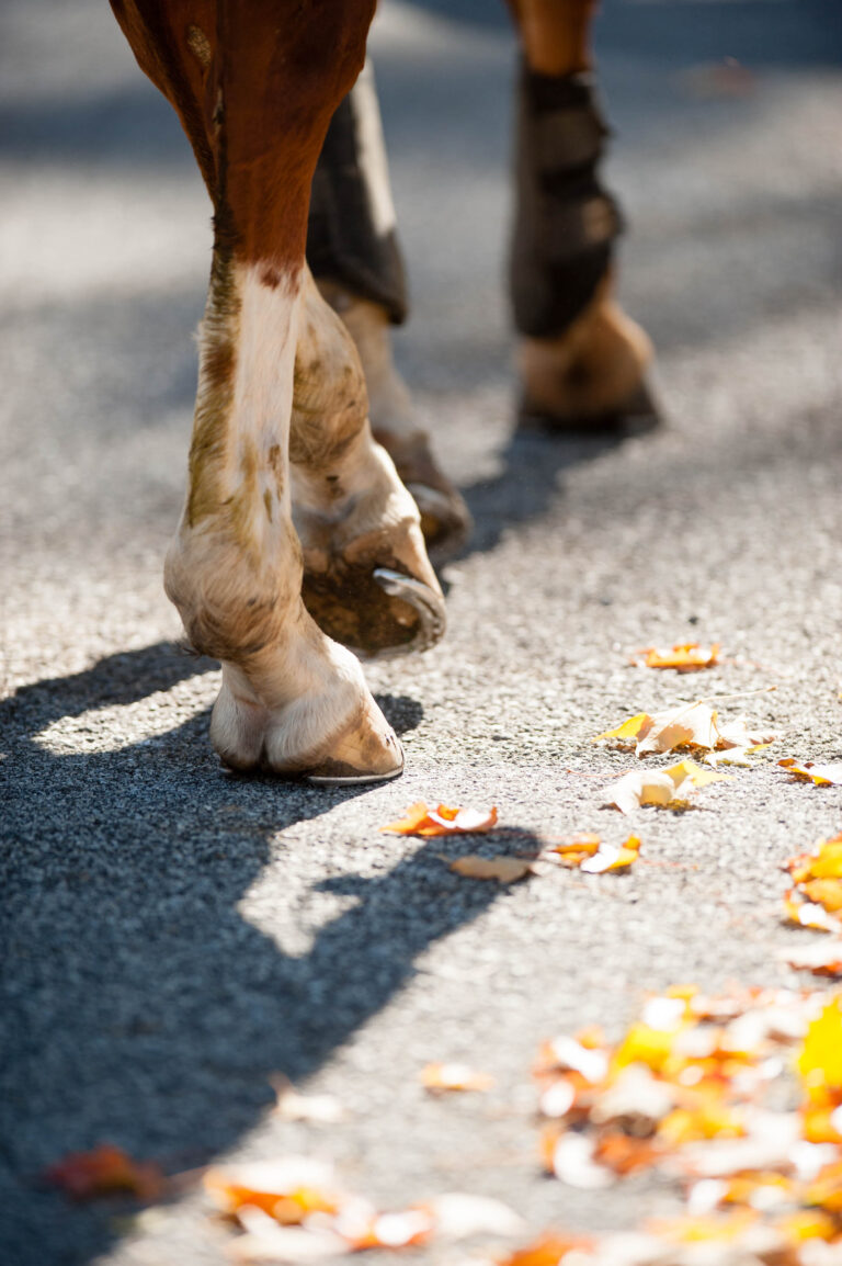 CHS-10-1102-C0C1-094