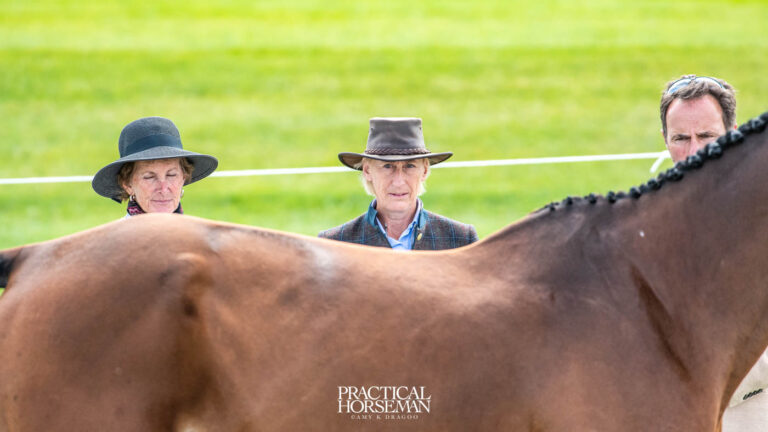 Maryland 5 Star Horse First Horse Inspection