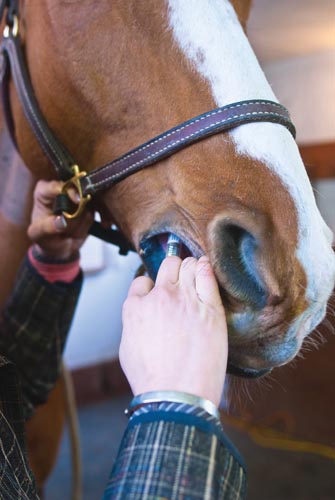 Deworm Your Horse the Right Way promo image