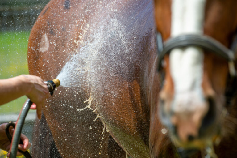 DressageAnhidrosis_2
