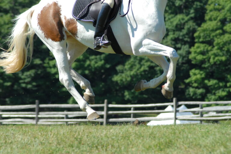 DSC_3123 Legs of event horse galloping