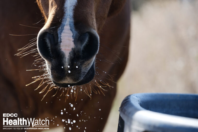 Brown horse head of bay mare with water dripping from face, anim