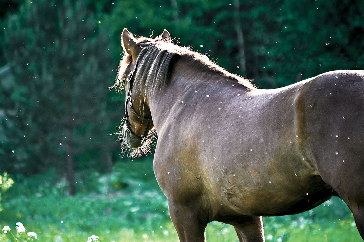 Horse on meadow with lot of flies and mosquitos