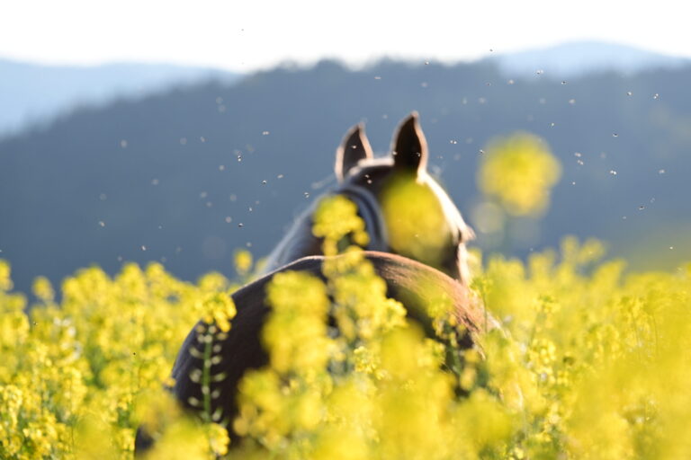 EDCC-Unbranded-19-scaled