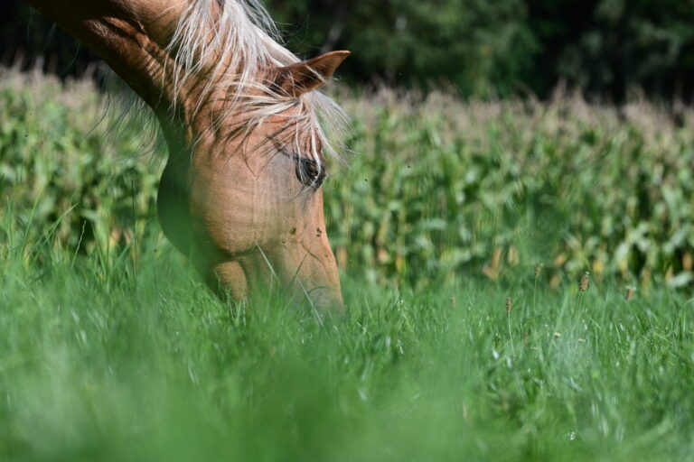 EDCC-Unbranded-29-scaled