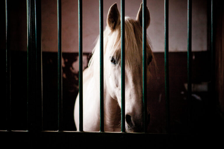 EDCC-Unbranded-8-scaled