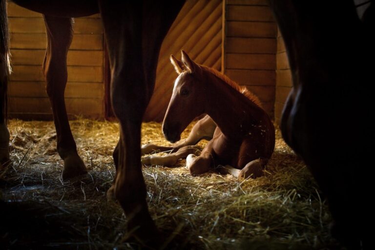 EDCC-Unbranded-Foal