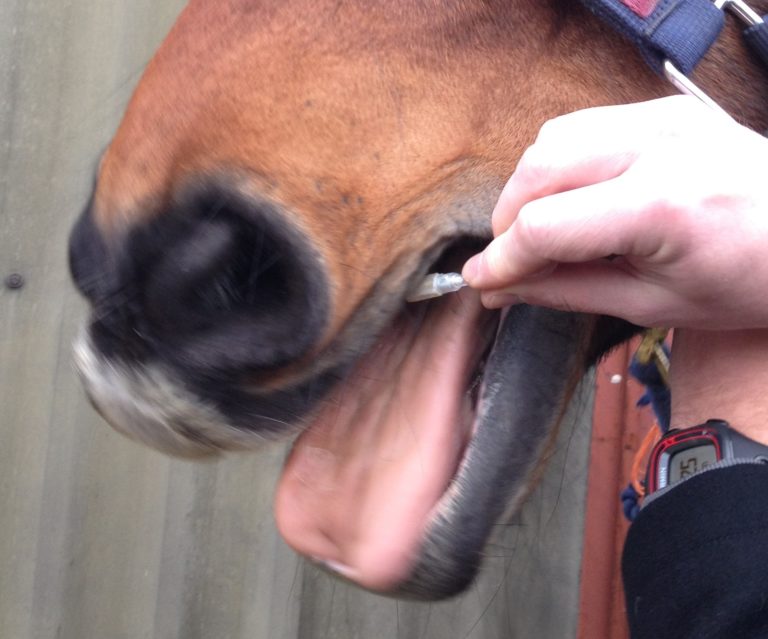 Equine Tapeworm Diagnostic Test