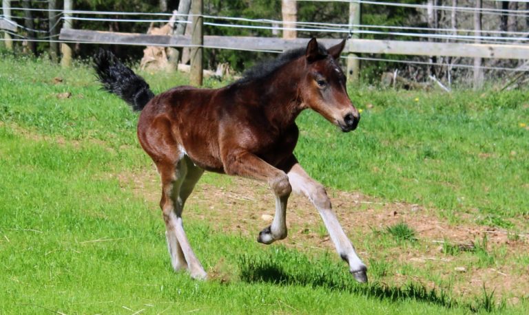 Foal2