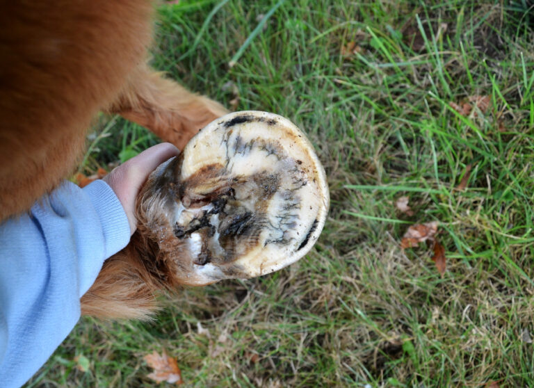 Thrush Infection in Horses Hoof 'Frog'