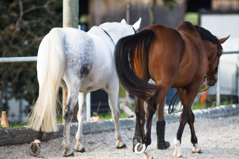 GettyImages-Horse Tails