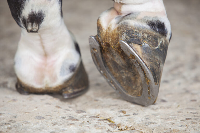 Detailed view of horse foot hoof outside stables