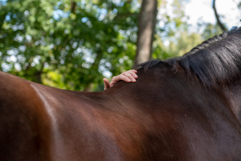 Horse Back Soundness