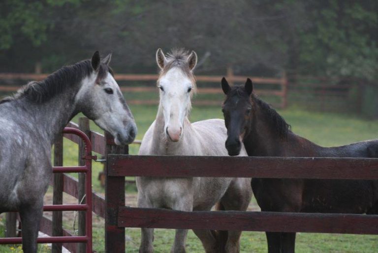 Horses at Gate