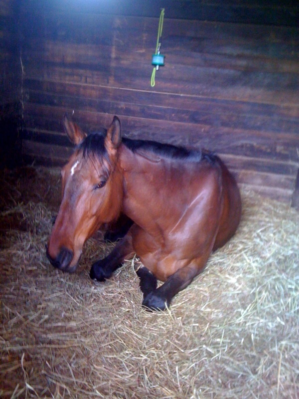 How Horses Sleep Pt