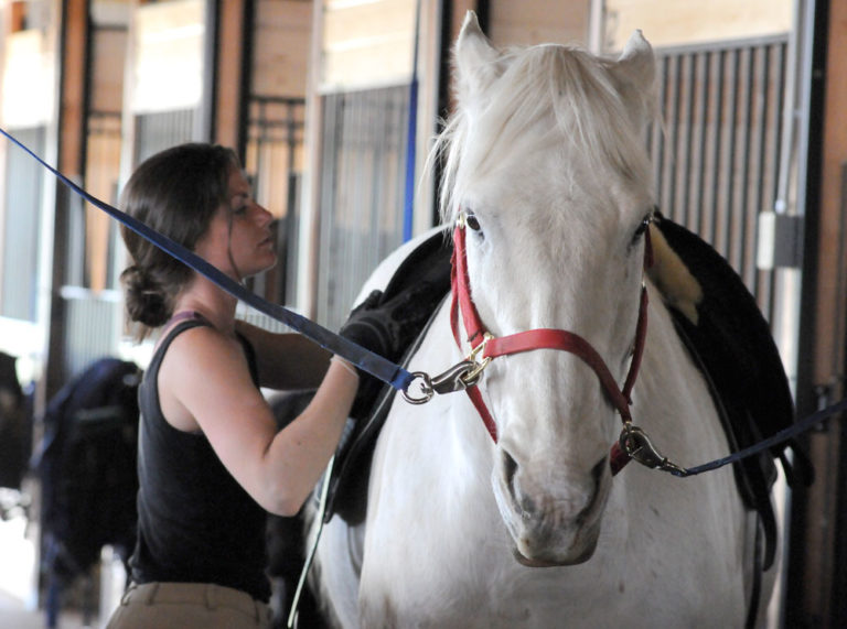 Is it safe to spay my mare? promo image