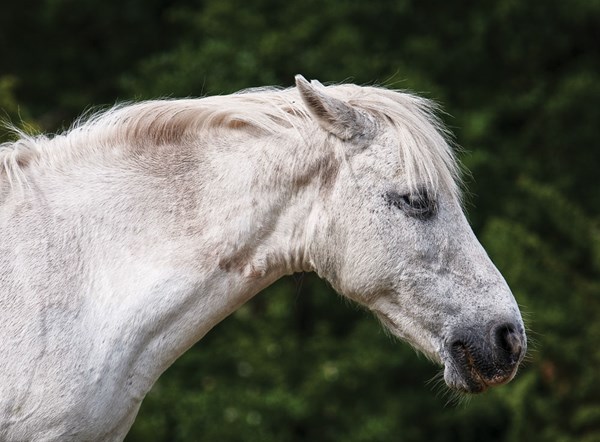 ph-horse-knows-when-angry