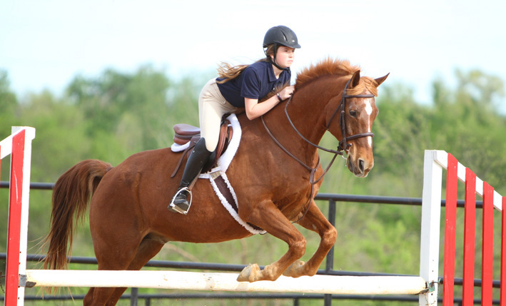 PH_SeniorHorse_4 copy