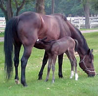 Photo courtesy of Deborah Borra