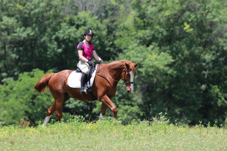 Senior Horse Vet on Call