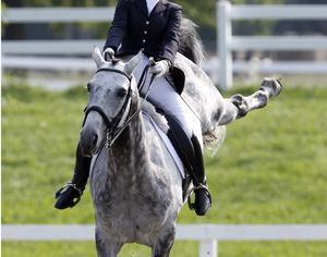 Some mares hardly change when they come into heat; others may behave erratically, sometimes due to sensitivity in their backs and sides