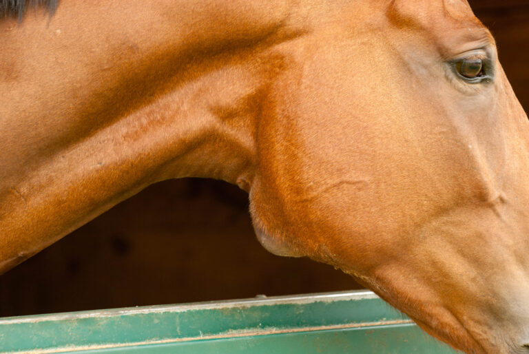 STK-07-0831-C5C1-005