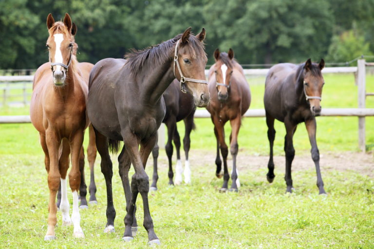 Yearlings