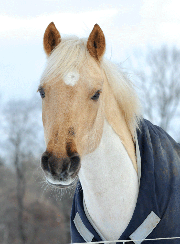 Blanketing a Trace-Clipped Horse promo image