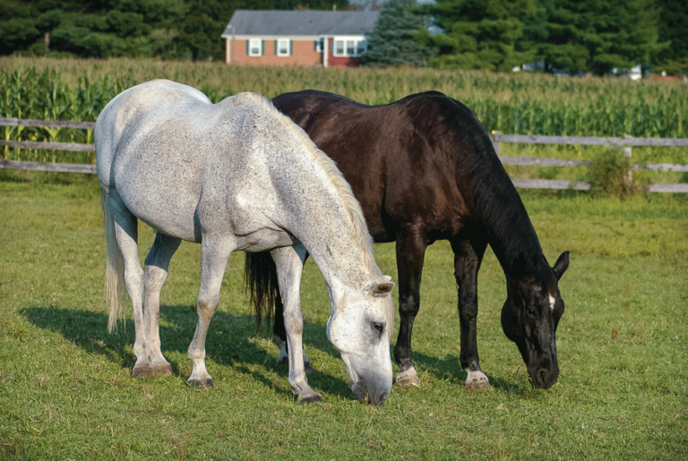 TLC for the Senior Horse: 8 Essential Steps promo image